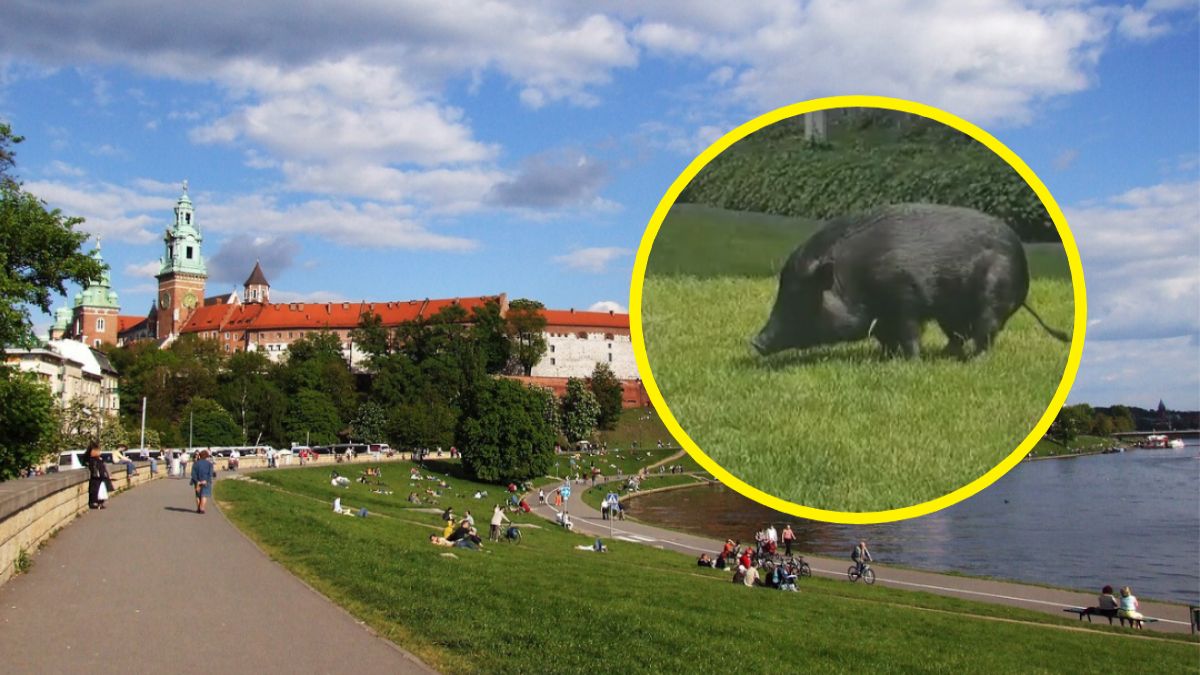 Mieszkańcy Krakowa myśleli, że to dzik