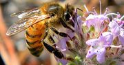Greenpeace: praca pszczół w Polsce warta jest ponad 4 mld zł