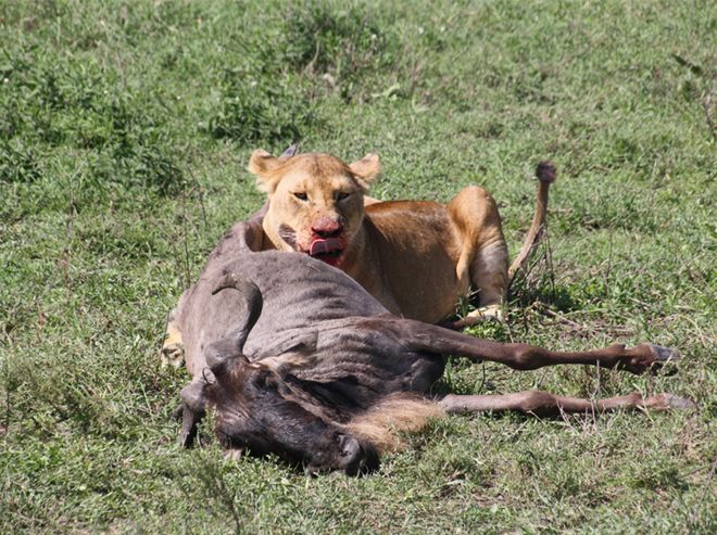 Były żubry i pandy, teraz pora na dzikie zwierzęta z Serengeti