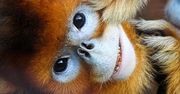 Mozilla małpuje Google'a. Firefox 4 będzie wyglądał jak Chrome?