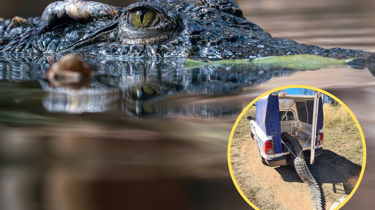 Policja zastrzeliła krokodyla, który terroryzował wieś