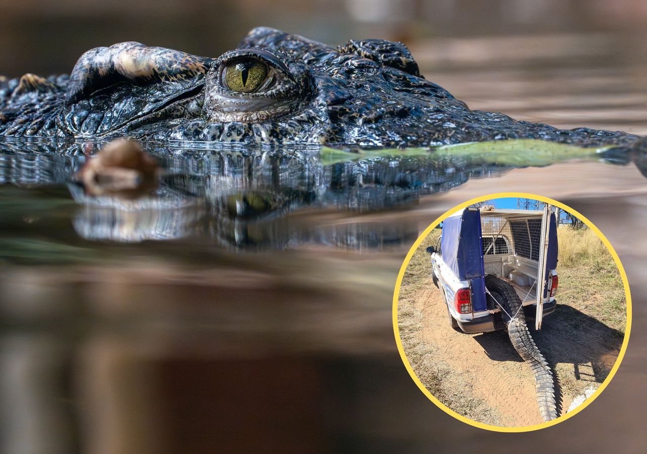 The police shot a crocodile that was terrorising the village.