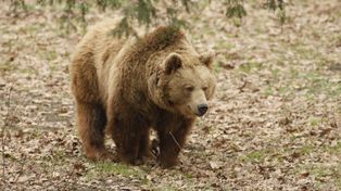 Niedźwiedź w Owczarach i Małastowie. Zwierzę podeszło niespełna cztery kilometry od szkoły