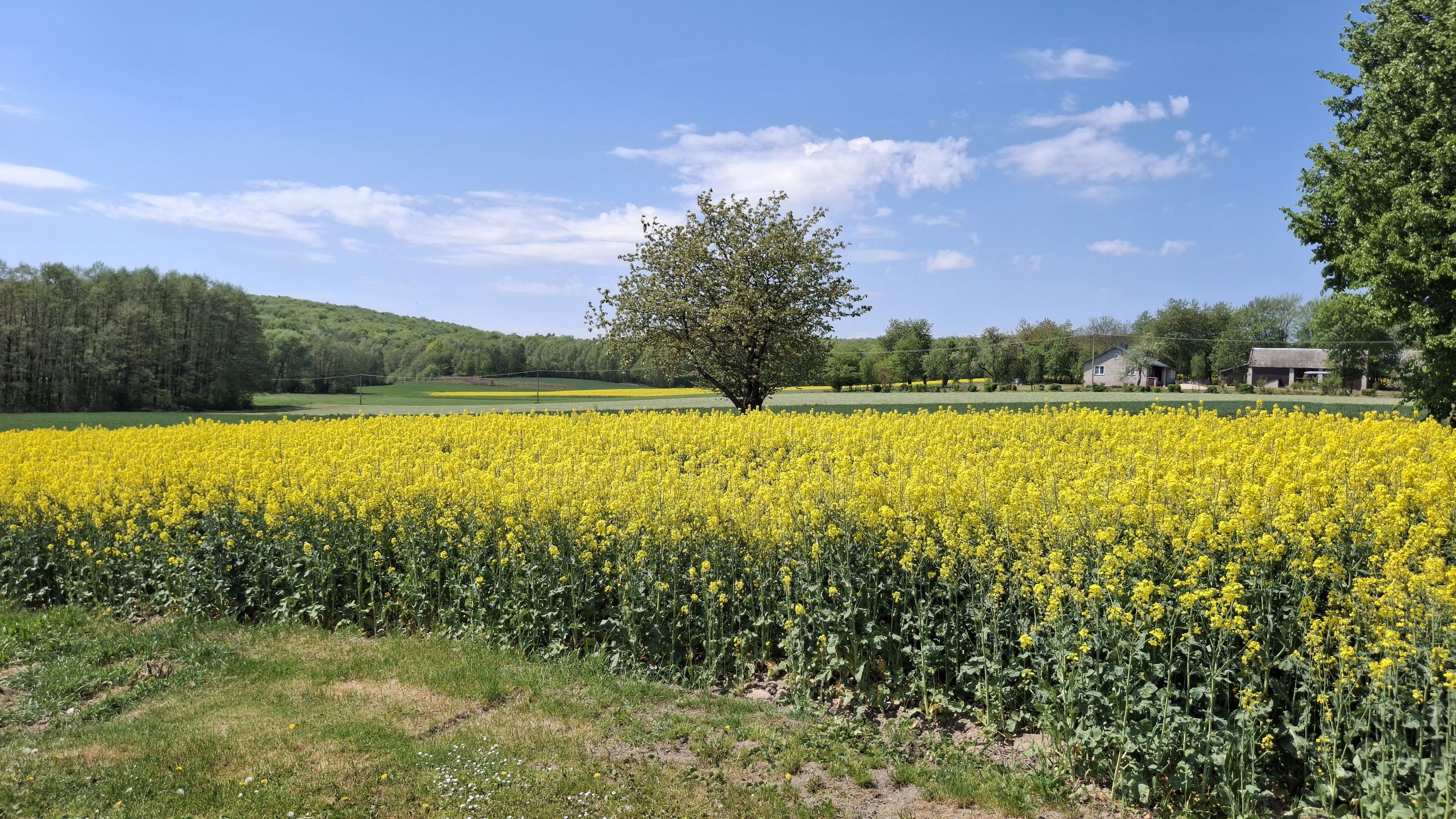 Bukowiany
