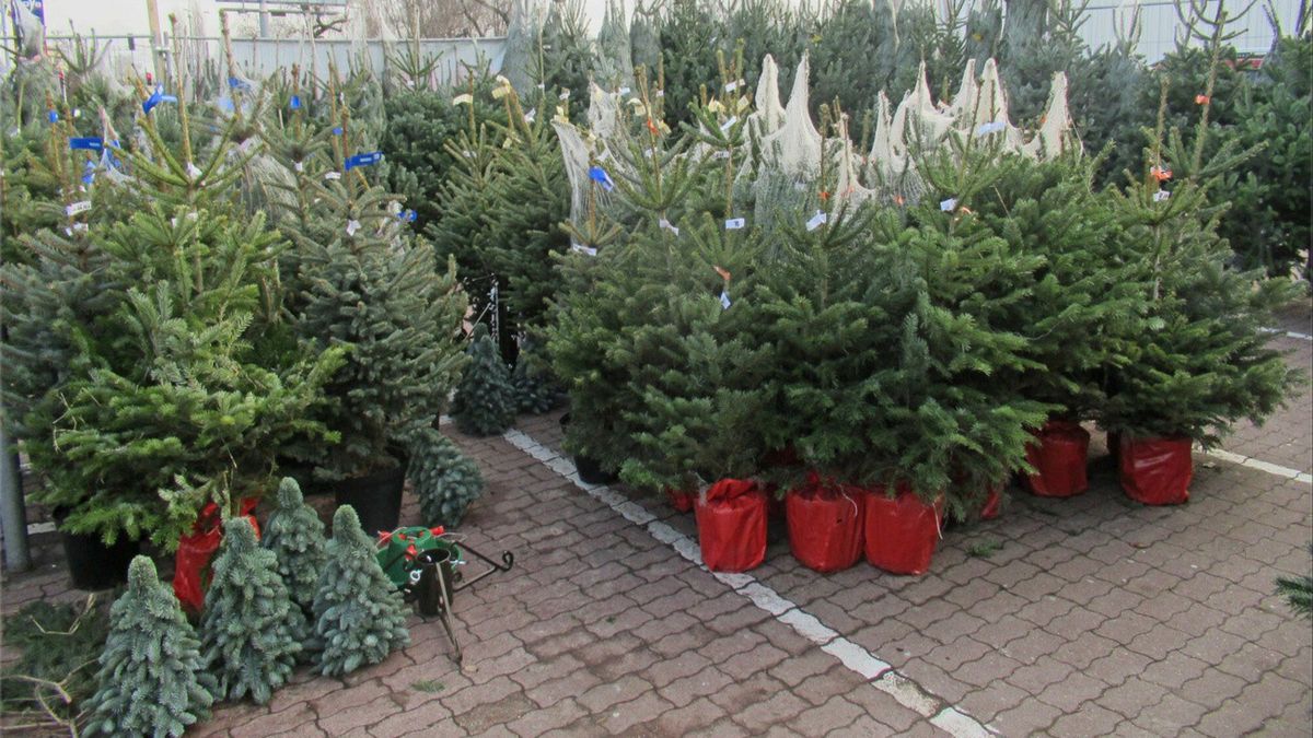 Tanie choinki w sklepach. Plantator tłumaczy, na co uważać