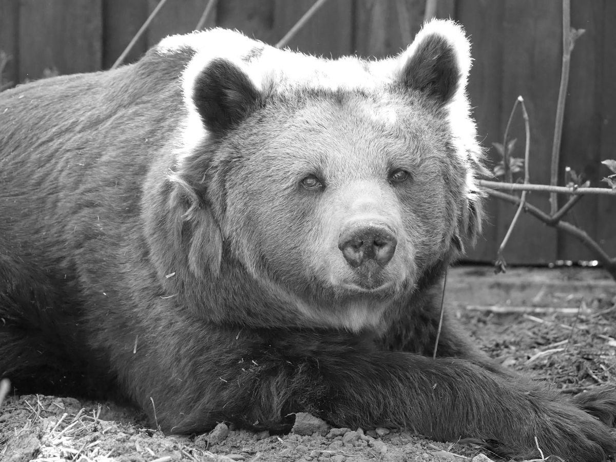 Warszawska celebrytka z zoo, sympatyczna niedźwiedzica Tatra nie żyje. Była najbardziej znanym zwierzakiem w stolicy