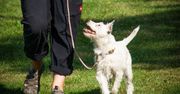 Biorą się za właścicieli psów. Tych, co nie sprzątają kup, namierzą dzięki DNA