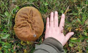 Leśnicy pokazali "giganty". Jeden obok drugiego rosły na łące