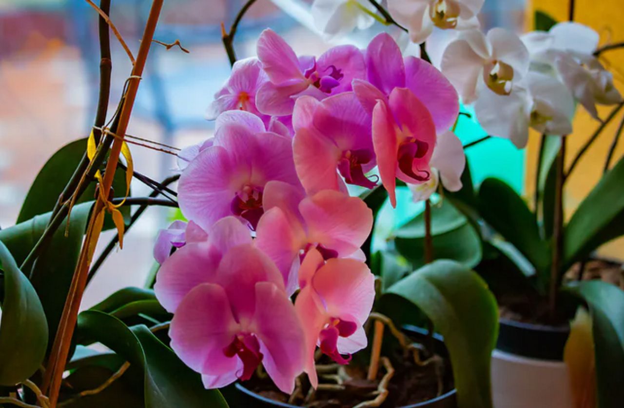 We fertilize orchids from spring.