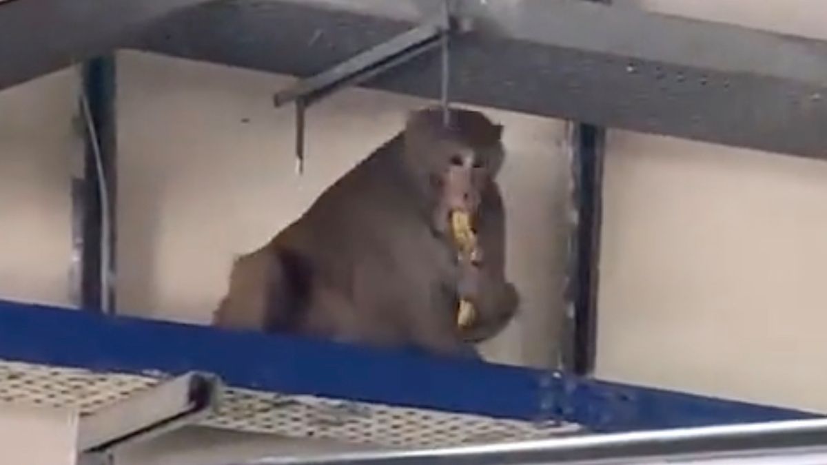 małpa w garażu KTM-a