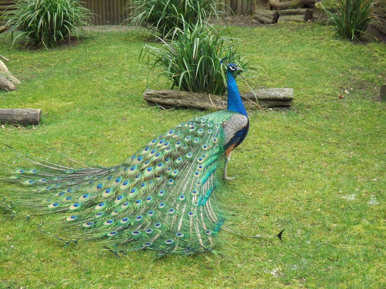 Peacock and its colourful tail