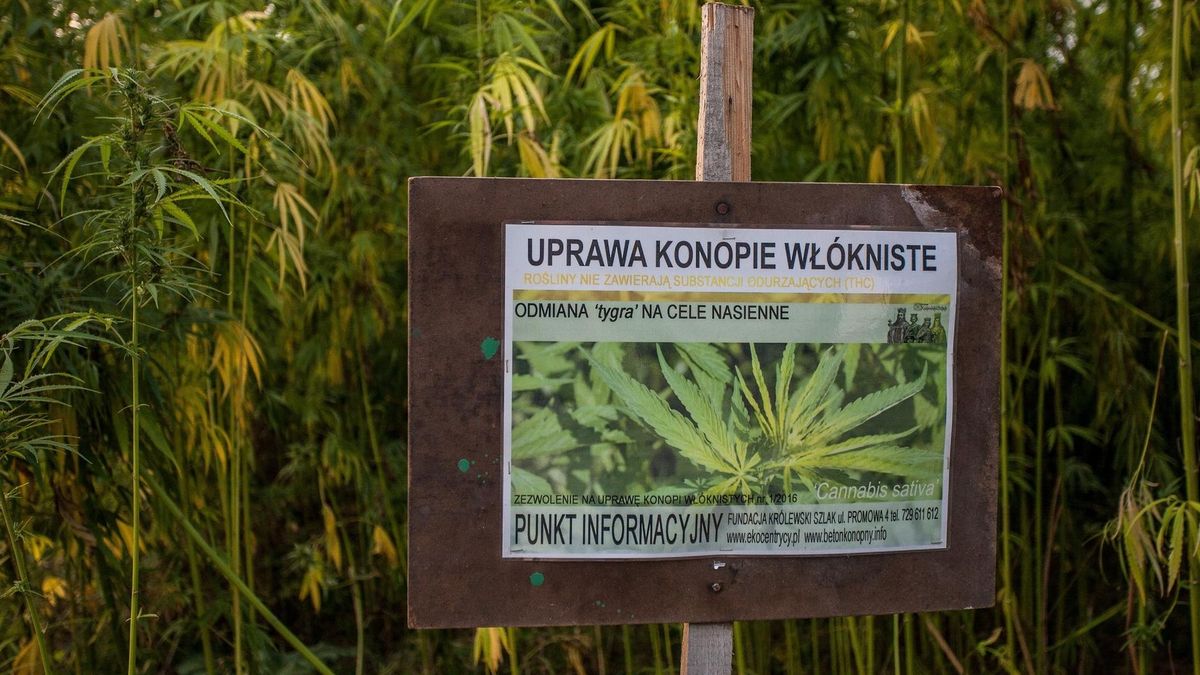 HemPoland stała się częścią globalnego holdingu