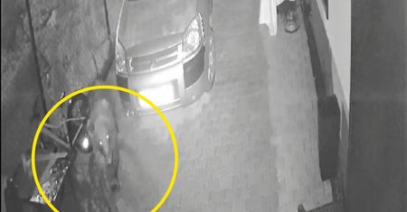 Niedźwiedź terroryzuje mieszkańców. W Zakopanem proszę o pomoc