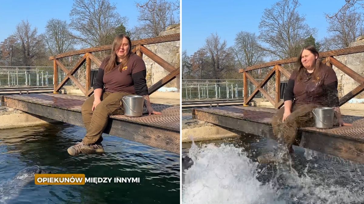 Nagranie z wrocławskiego zoo