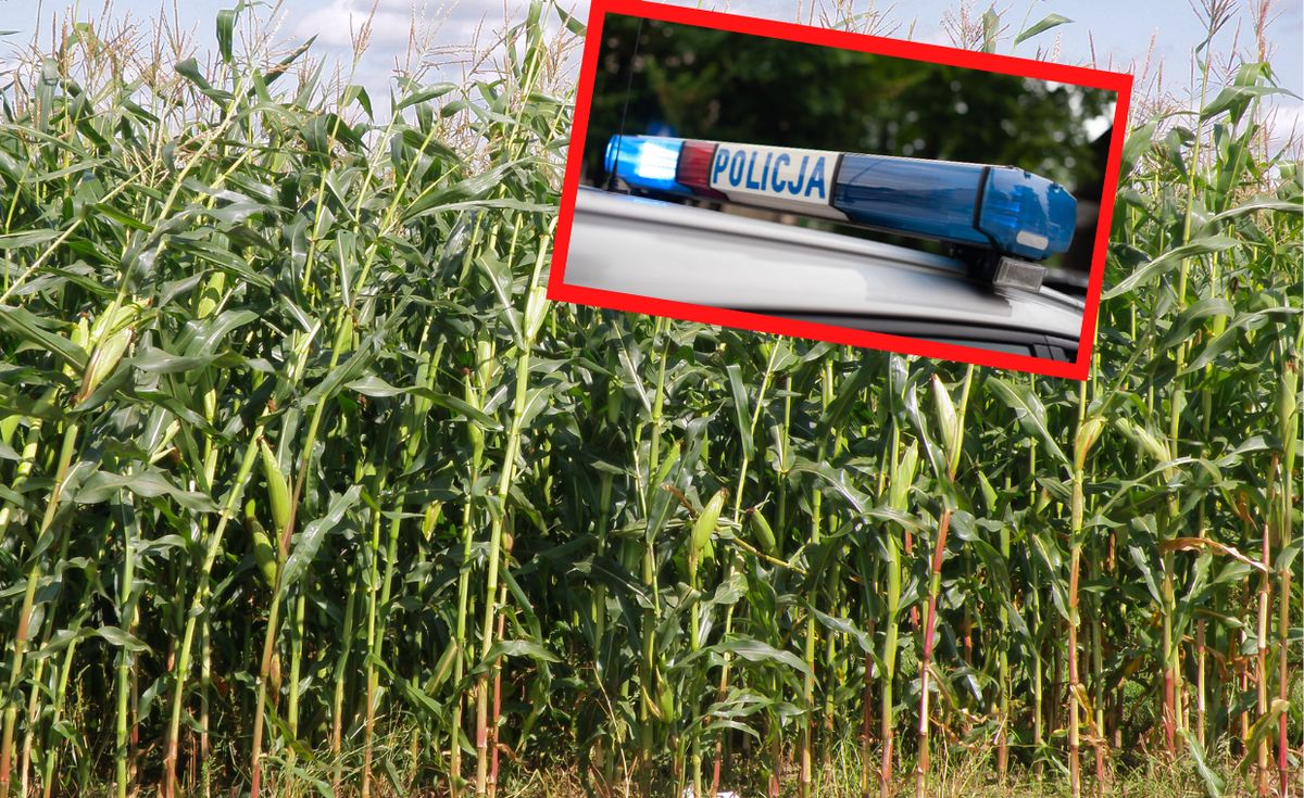 26-latek wbiegł w pole kukurydzy i słuch po nim zaginął