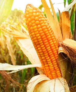 Jak wykorzystać w kuchni kukurydzę - 4 pomysły na smaczne potrawy