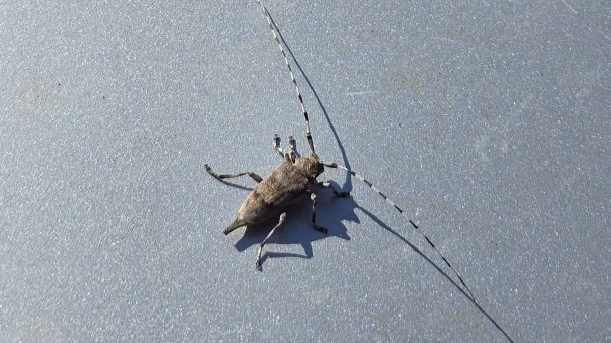 Niezwykły gość w lesie. Leśnicy pokazali rzadkiego chrząszcza