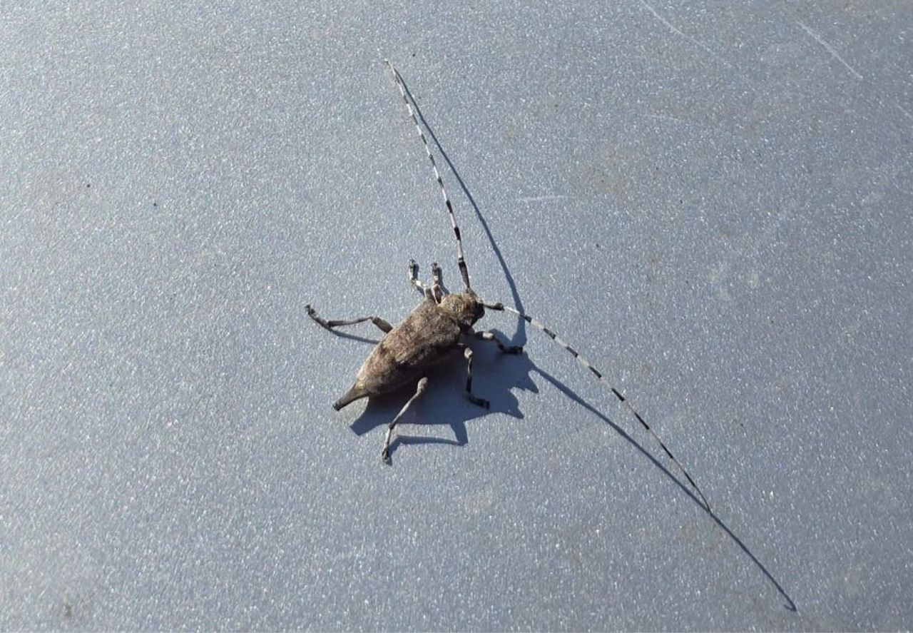 Leśnicy napotkali go w lesie. Wyjątkowy gość. "Imponujący"