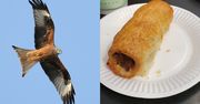 Sprytny ptak ukradł bułkę z kiełbasą. Zdjęcie hitem sieci