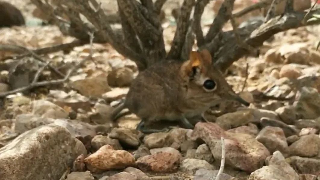 Ryjoskoczek somalijski