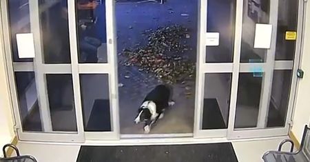 Zaginiony pies sam zgłosił się na komisariat. Jest nagranie