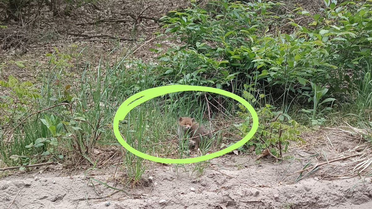 Nie zabieraj młodych zwierząt z lasu! Apel leśników o poszanowan