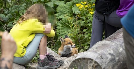 Turyści głaskają dzikie lisy w Dolinie Kościeliskiej. TPN ostrzega, czym to grozi
