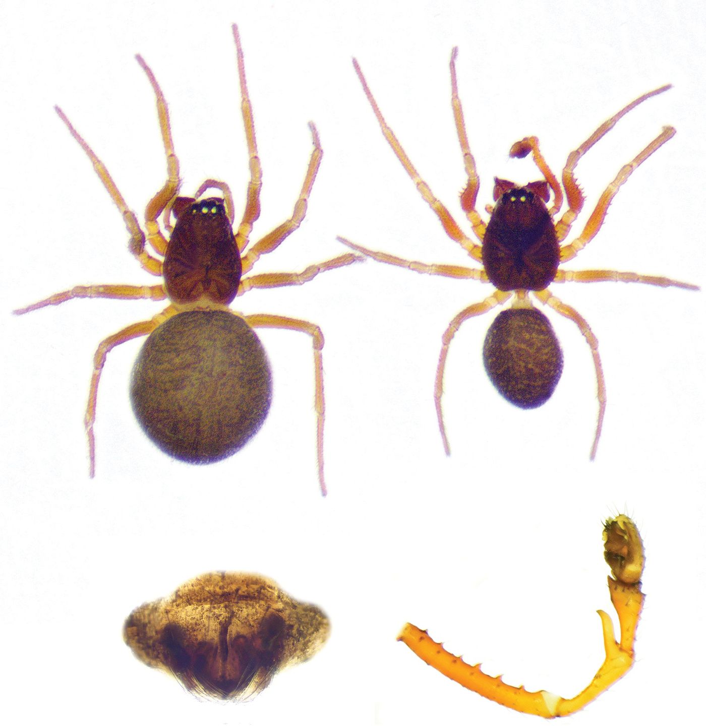 Prinerigone vagans w Jaskini Siarkowej