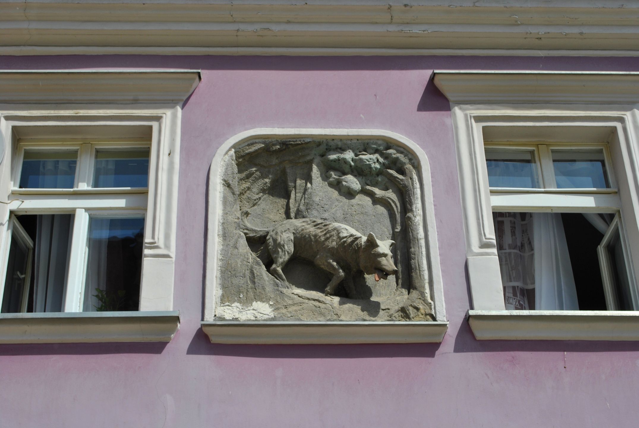 Kłodzko wilk