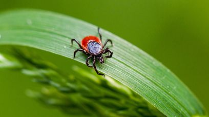 Kleszcze upodobały sobie to miejsce. 7-krotnie większe ryzyko ugryzienia