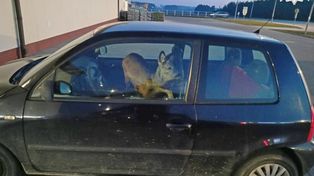 Krapkowice: Potrącona sarna trafiła do samochodu