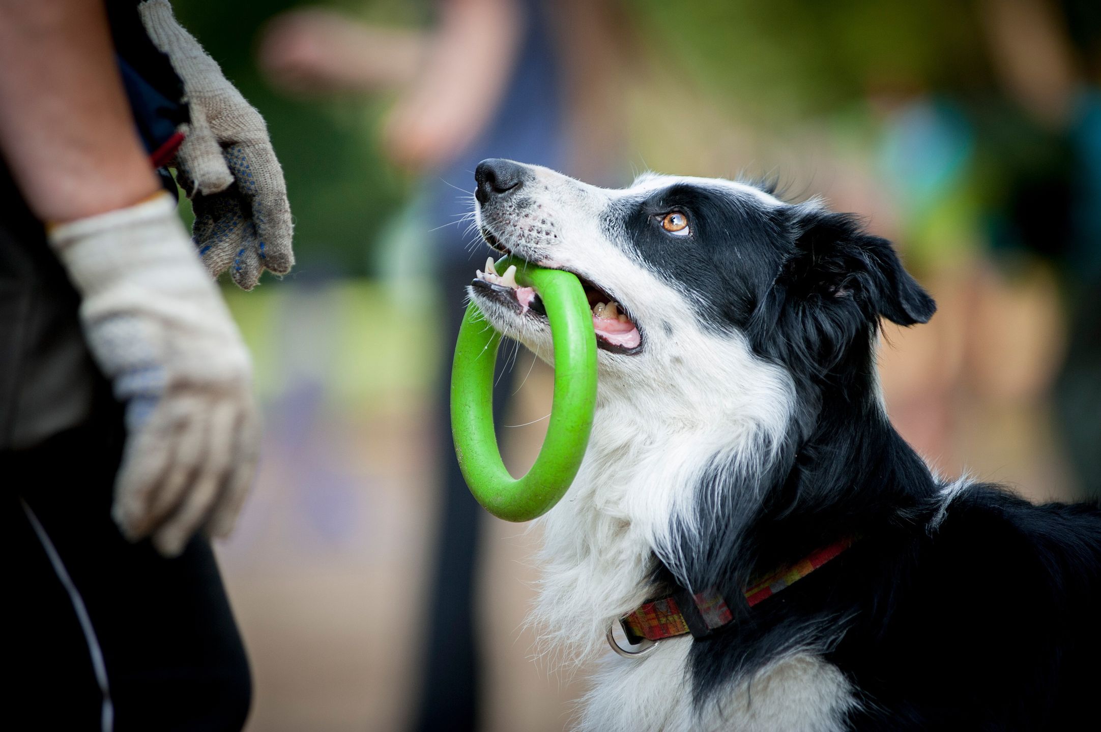 Border collie 
