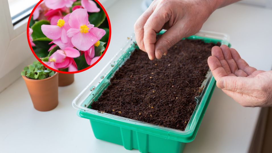 Jaki rośliny można wysiewać w styczniu?