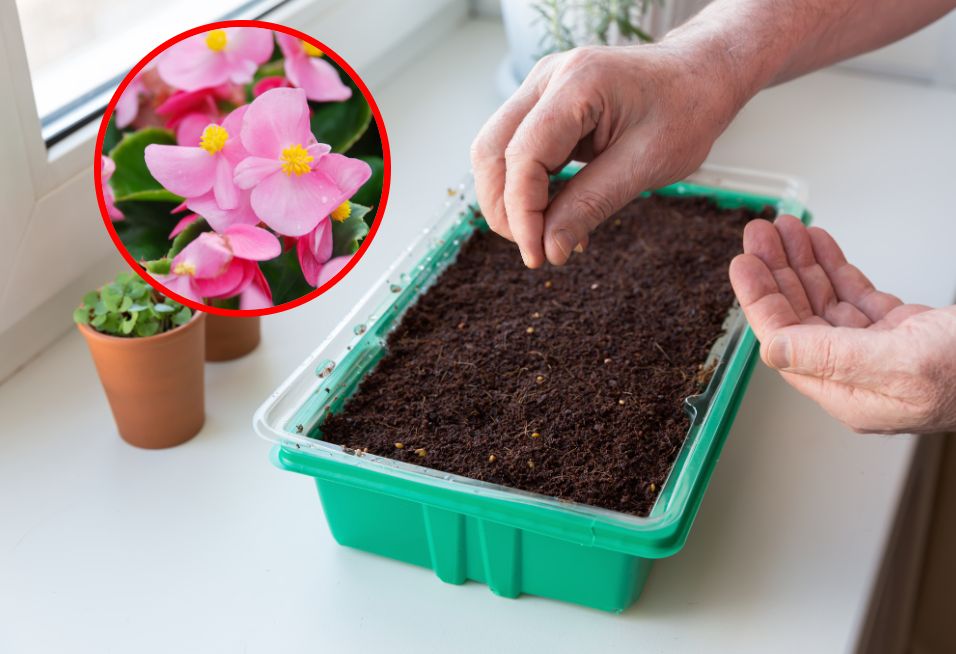 Te rośliny wysiej w styczniu. Wiosną sobie podziękujesz