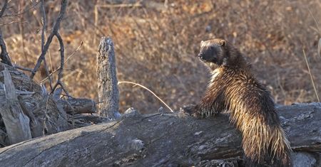 Wspaniałe zdjęcia rosomaka. Te zwierzęta nie pojawiają się często