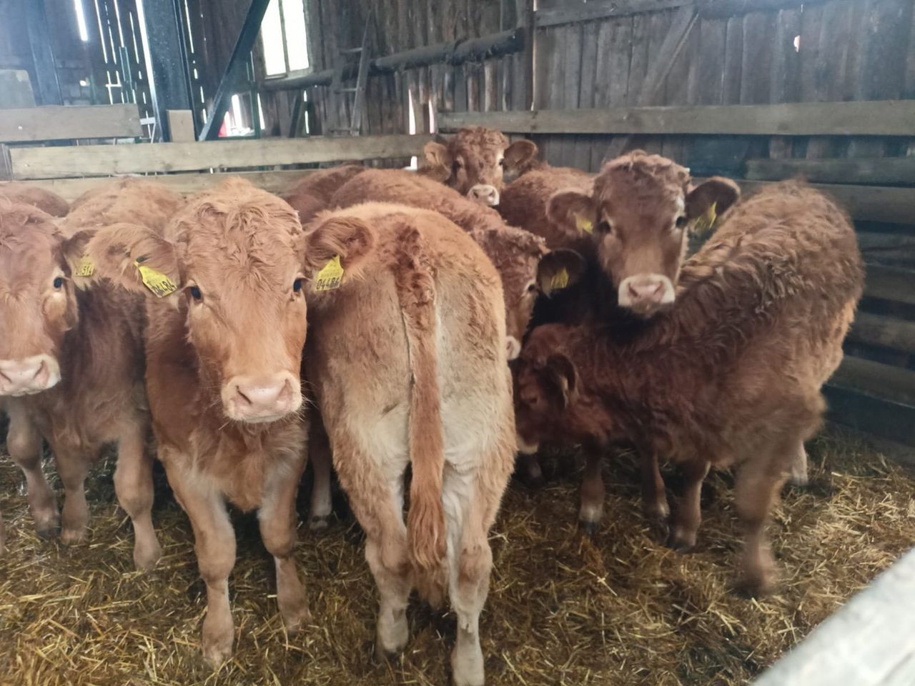 Ceny bydła w listopadzie. Miesiąc wysokich cen i dużej niepewności