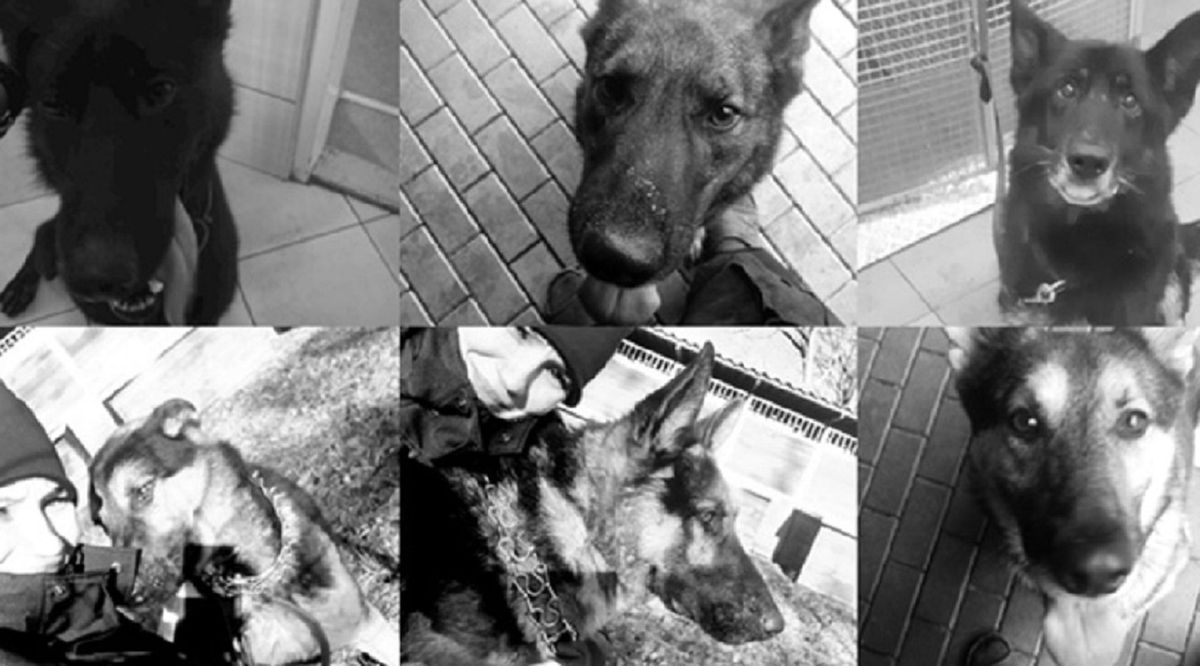 Warszawa. Umorzono śledztwo w sprawie śmierci 6 policyjnych psów