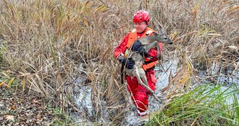 Chodzież: Strażacy uratowali życie jelonka. Utknął pod pomostem