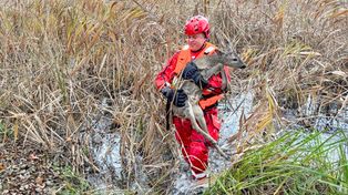 Chodzież: Strażacy uratowali życie jelonka. Utknął pod pomostem