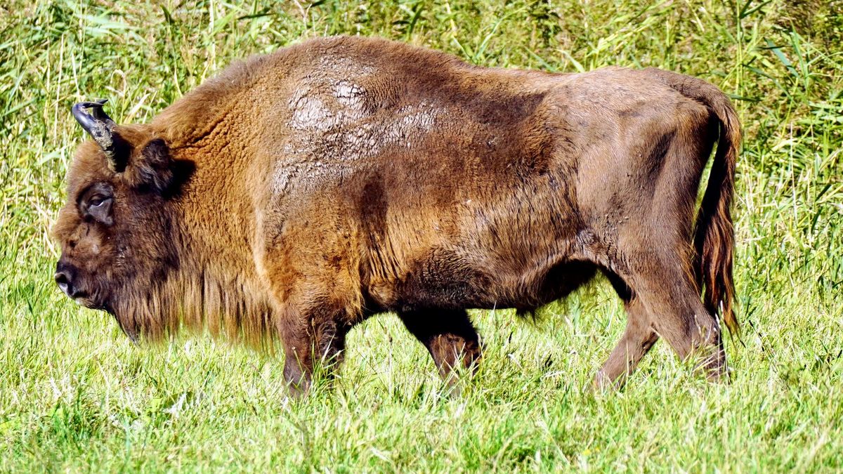 Śmiertelna choroba dziesiątkuje żubry
