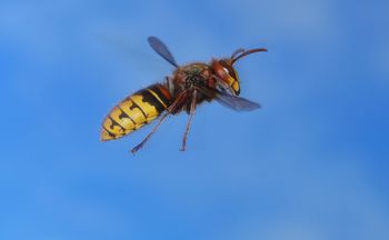 Najgorszy fetor dla szerszeni. Już nie zbliżą się do domu