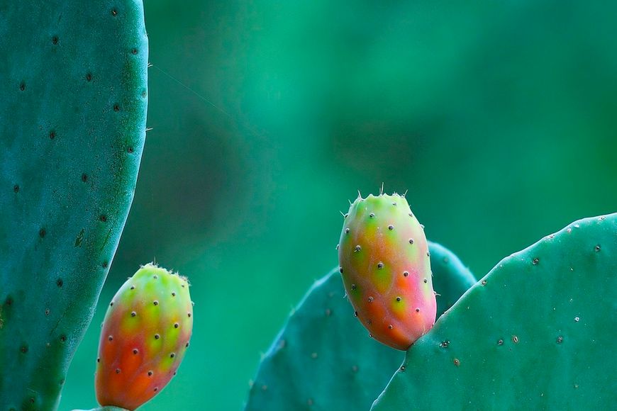 Owoce kaktusa