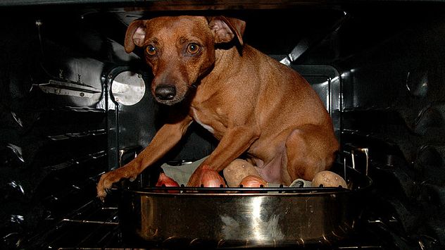 Z tą aplikacją nigdy więcej nie zgubisz swojego psa! 1