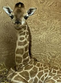 Święto w Warszawskim ZOO. Żyrafa Pietruszka ma już roczek!