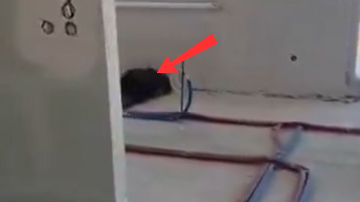 Dzik zamieszkał w lokalu na 3. piętrze.