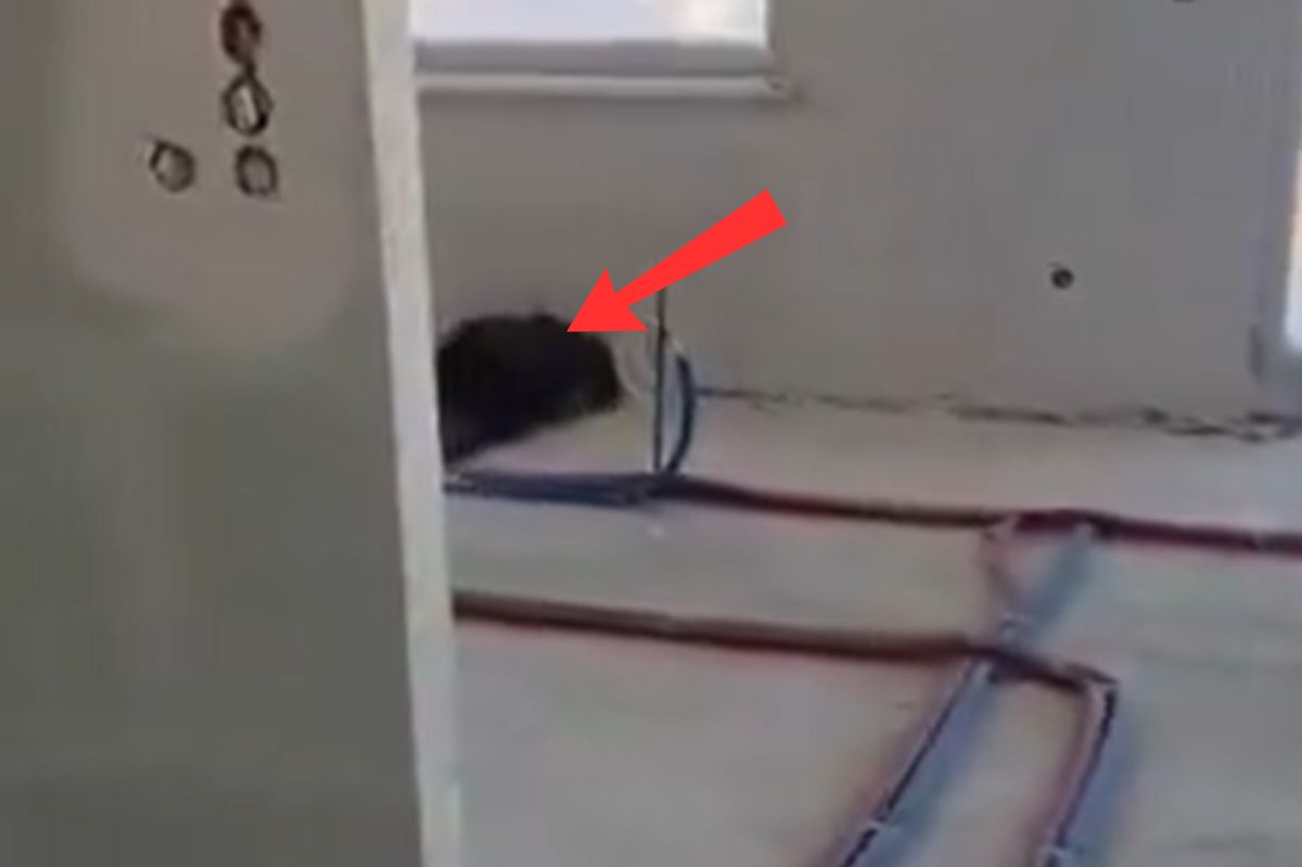 Zamieszkał na 3. piętrze. Niesie się nagranie z Gdańska