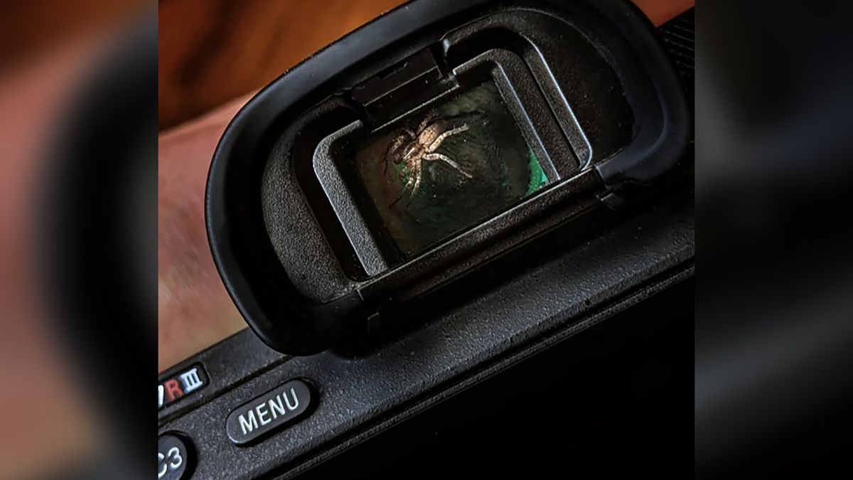 Znalazł pająka w wizjerze elektronicznym. Zostali przyjaciółmi 1