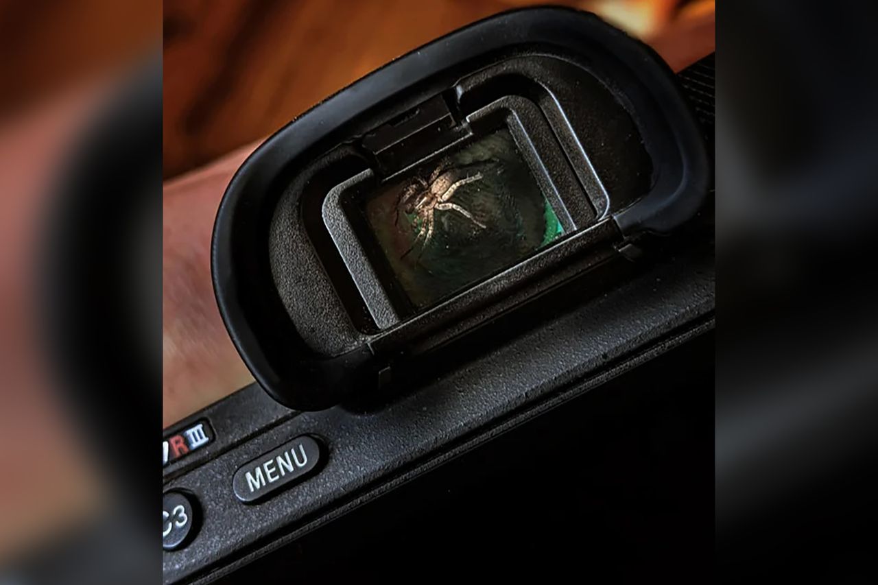 Znalazł pająka w wizjerze elektronicznym. Zostali przyjaciółmi