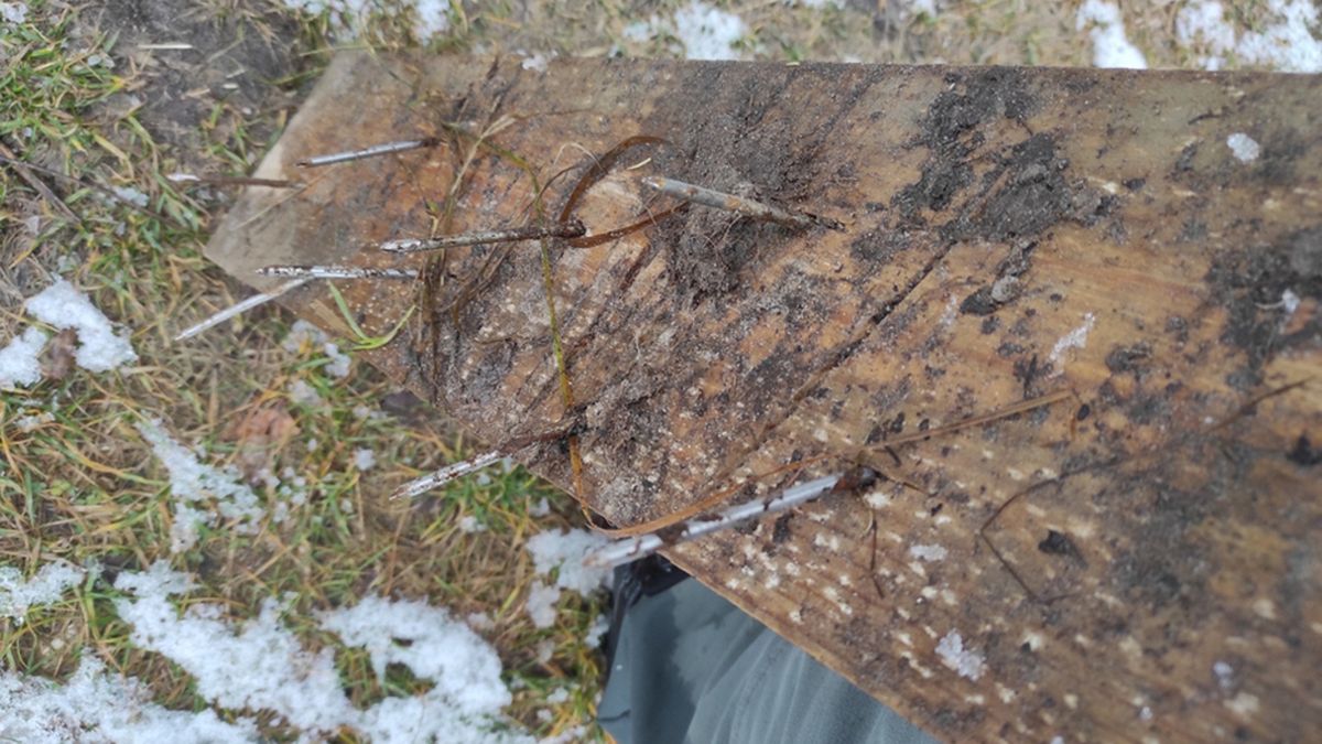 W pobliżu Jeziora Tomaszne (woj. lubelskie), gdzie niedługo będą łowić wędkarze, znaleziono deski najeżone gwoździami. 