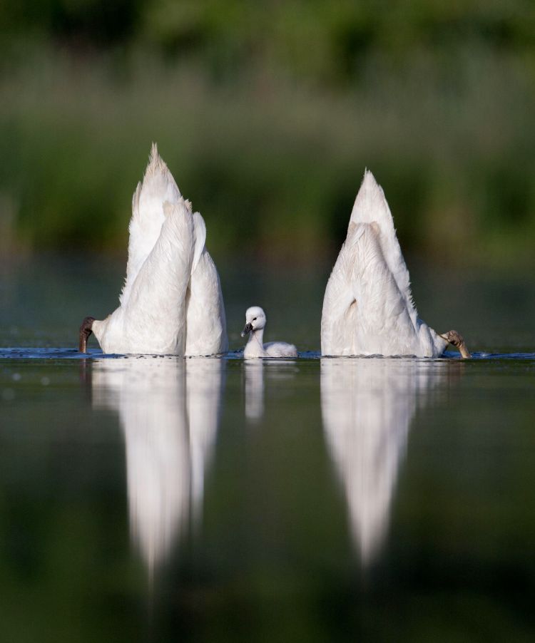 Audubon Photography Contest 2017 - piękno dzikich ptaków w najlepszym wydaniu 5